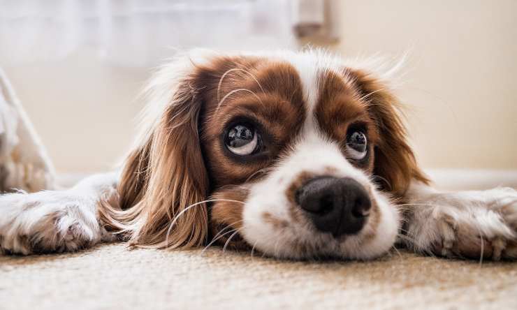 disinfettare cuccia cane 