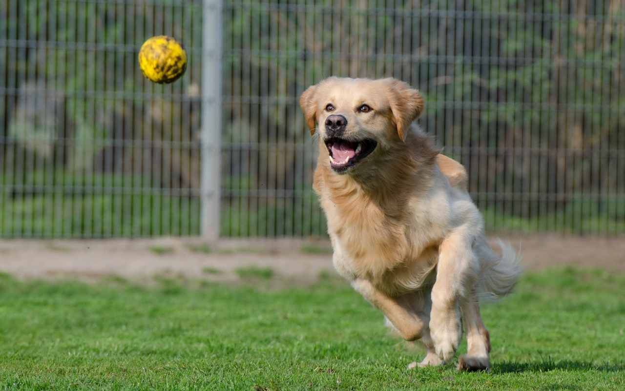 giochi per cani