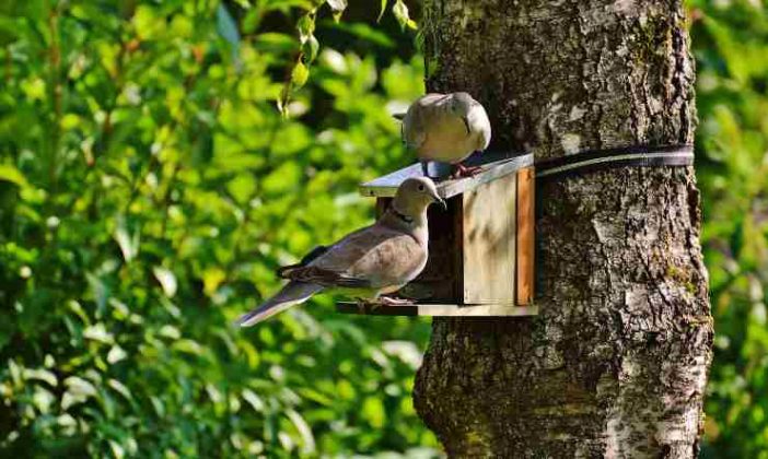 Si Possono Tenere Le Galline Sul Balcone