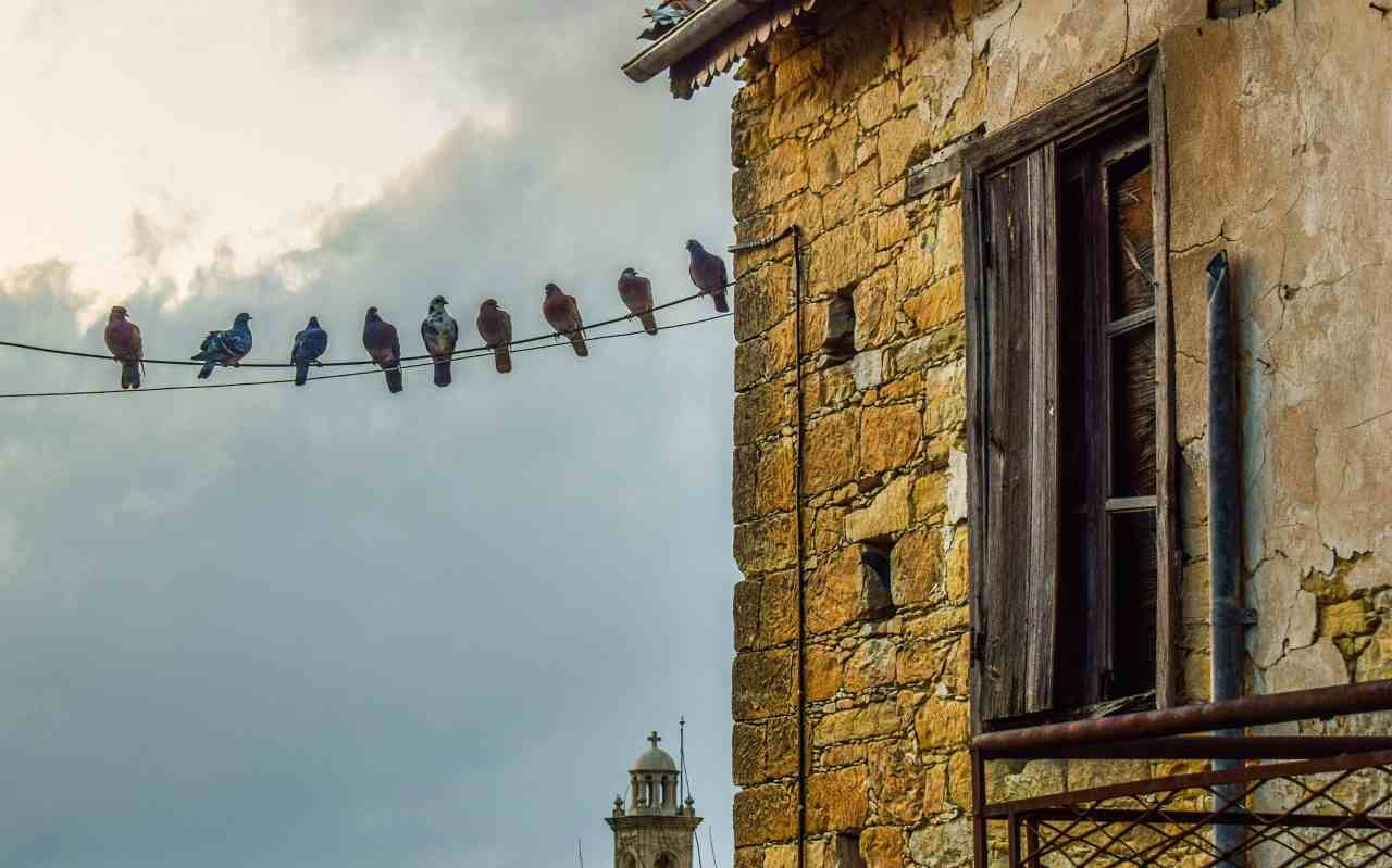 piccioni balcone metodo