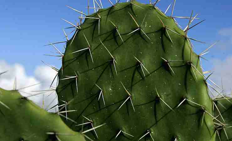 pelle perfetta aloe