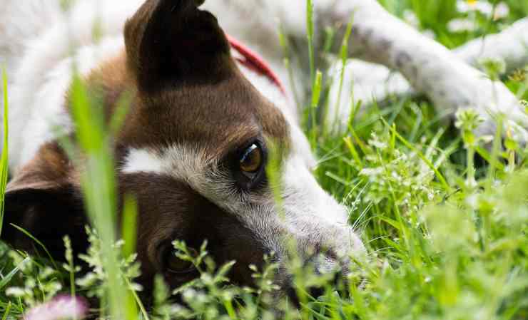 cani gesti pericolosi