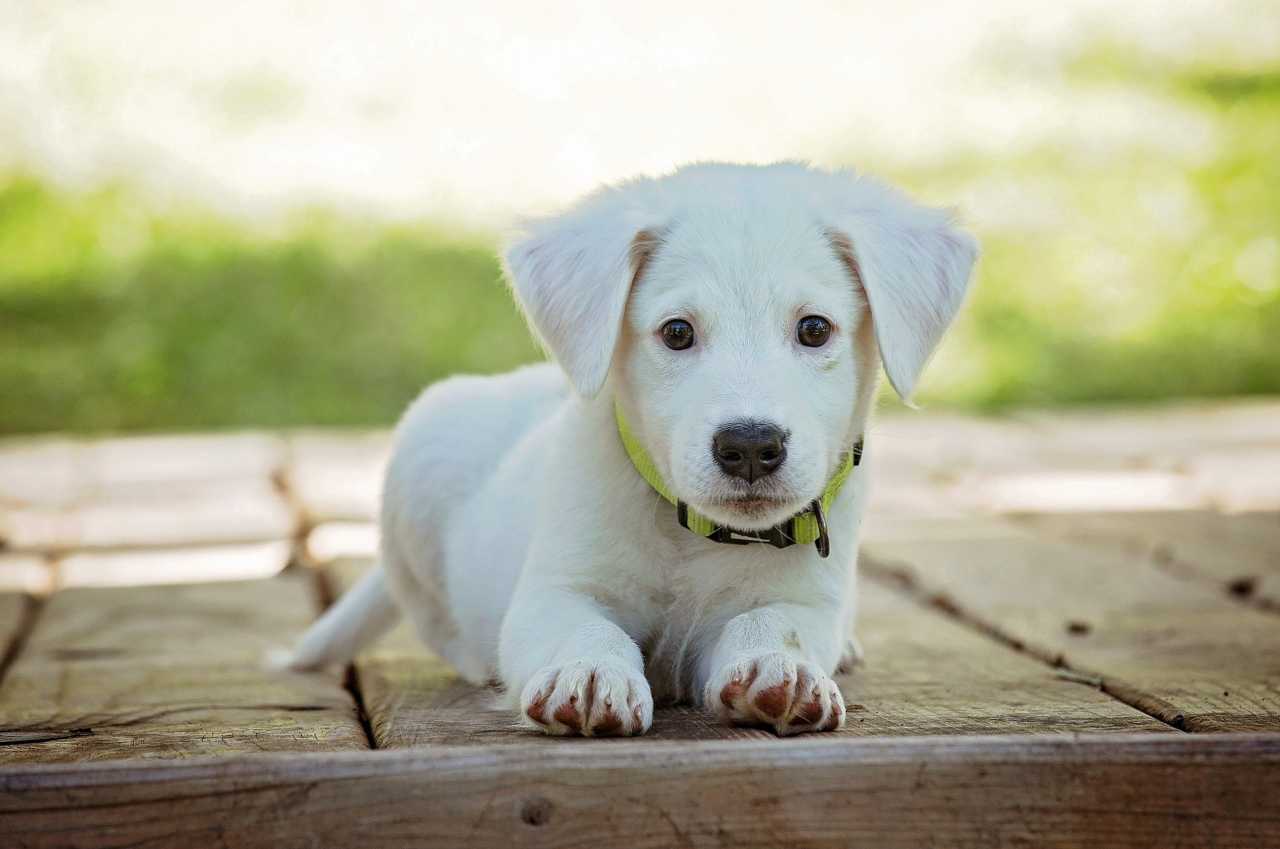 cane attenzione gesto