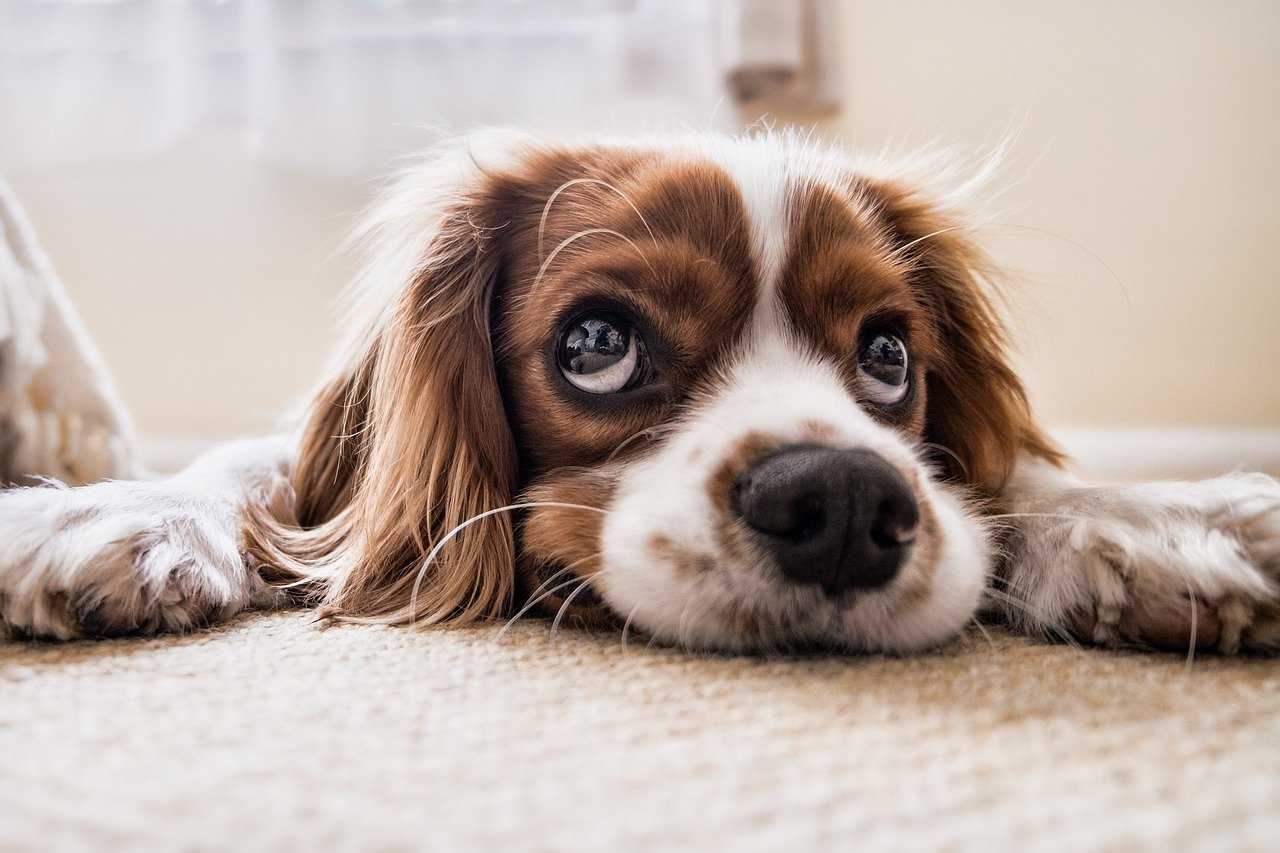 comportamento cane significato