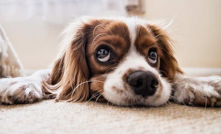 comportamento cane significato 