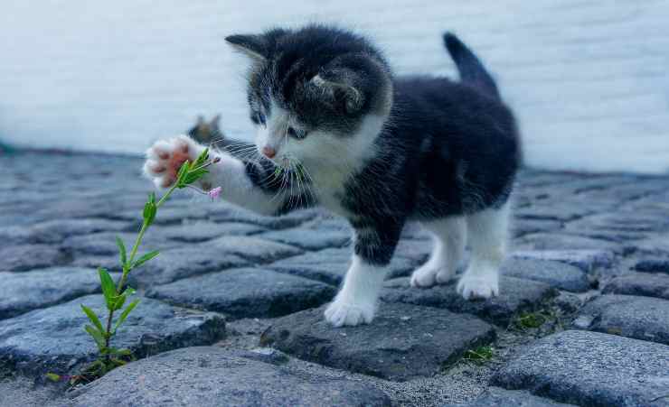 attenzione cani e gatti