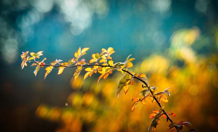 piante foglie gialle limone