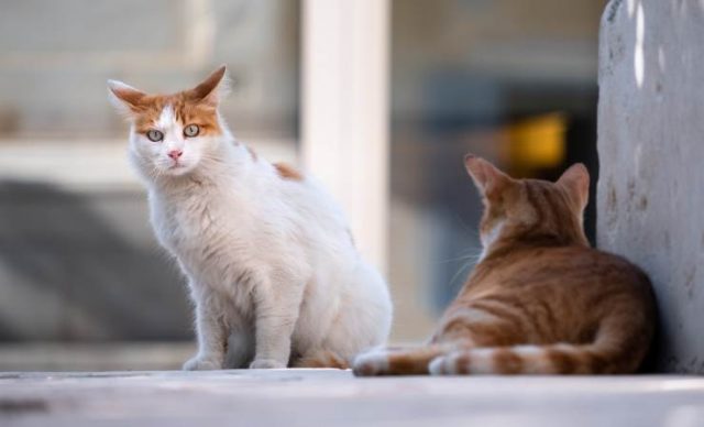 Cosa Vuol Dire Quando Il Gatto Scodinzola