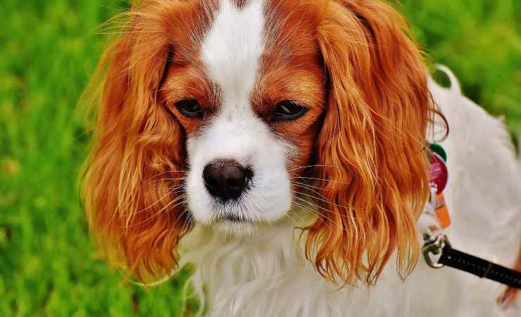 cane guinzaglio esperti