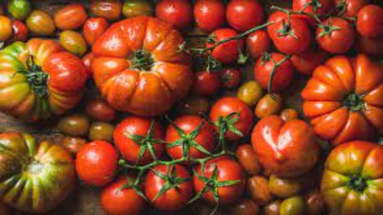 Pomodori-Nome-AltraNotizia