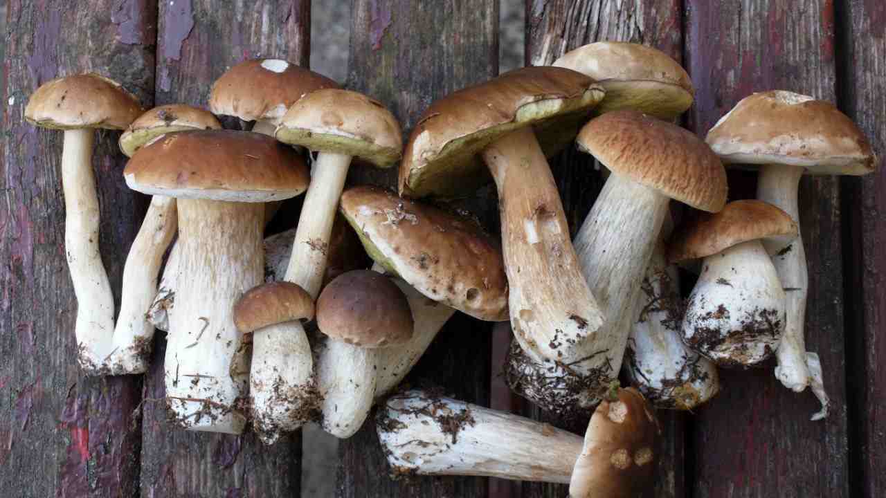 Funghi-Commestibili-velenosi-Altranotizia