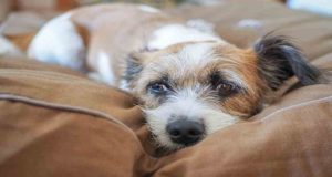 cane-dolore-altranotizia