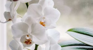 orchidee-come-curarle-Altranotizia