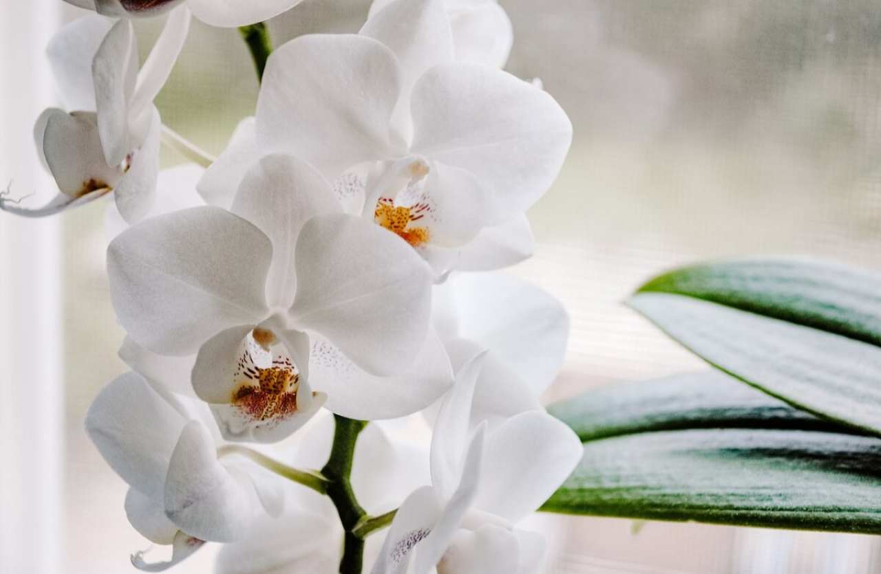 Come curare le orchidee: il geniale trucchetto di Benedetta Rossi