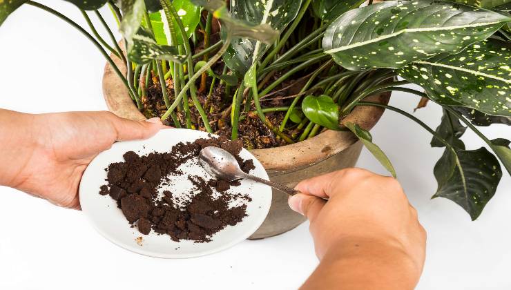 Fondi del caffè-ambiti-e-utilizzi-Altranotizia