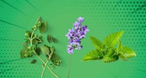 test pianta aromatica