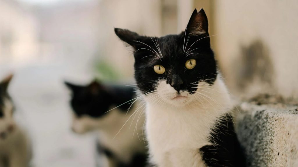 Allarme ZOONOSI in Italia: i tuoi animali ti trasmettono malattie e ti UCCIDONO I Dolori indicibili e morte al minimo contatto: e all’inizio ti sembra una banale influenza