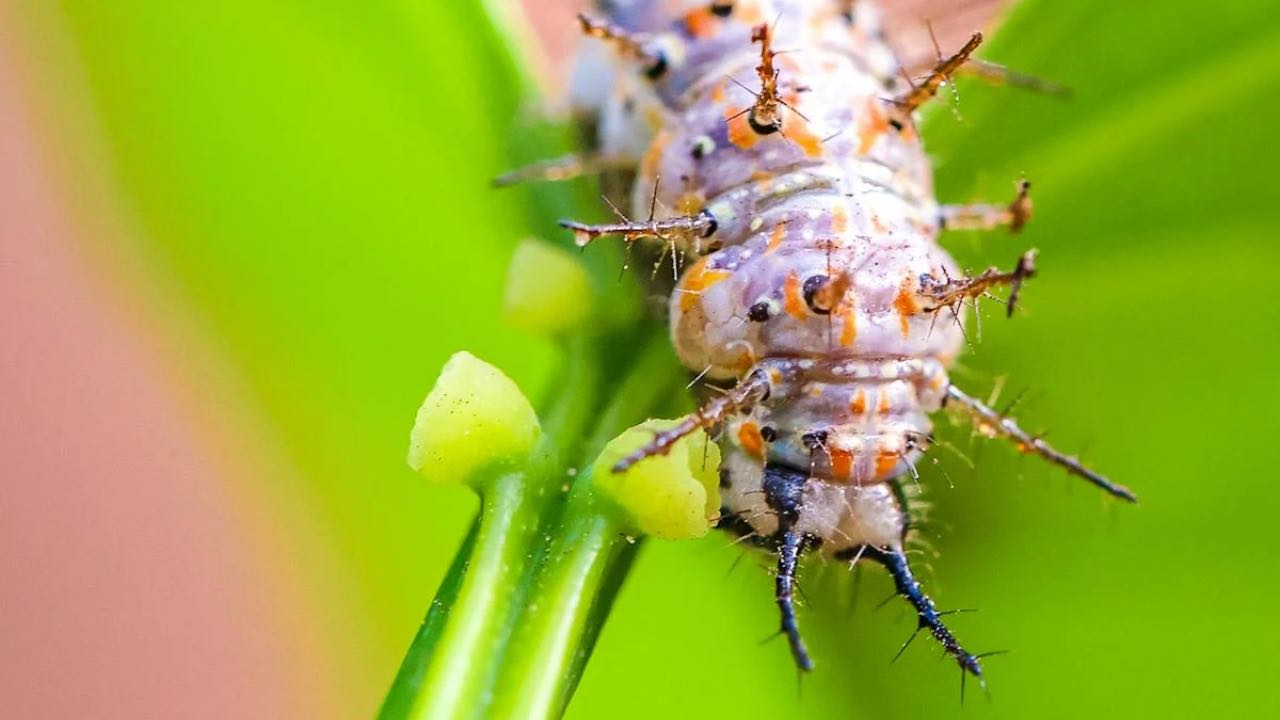 Insetto killer - pexels - altranotizia