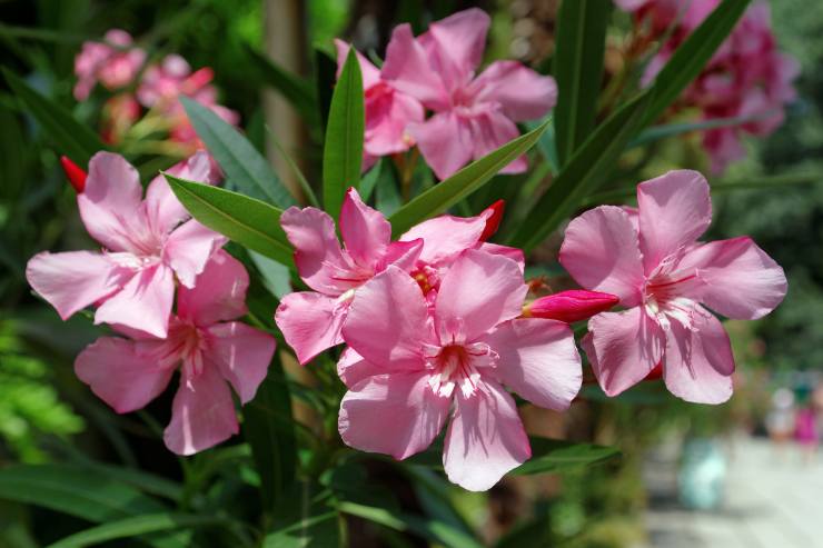 Nerium oleander in un giardino col sole che batte - foto wikipedia - altranotizia.it