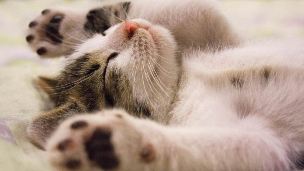 “Il mio gatto sta malissimo, aiutatemi”: niente panico e agisci così I Riconosci l’allarme e i segnali subito