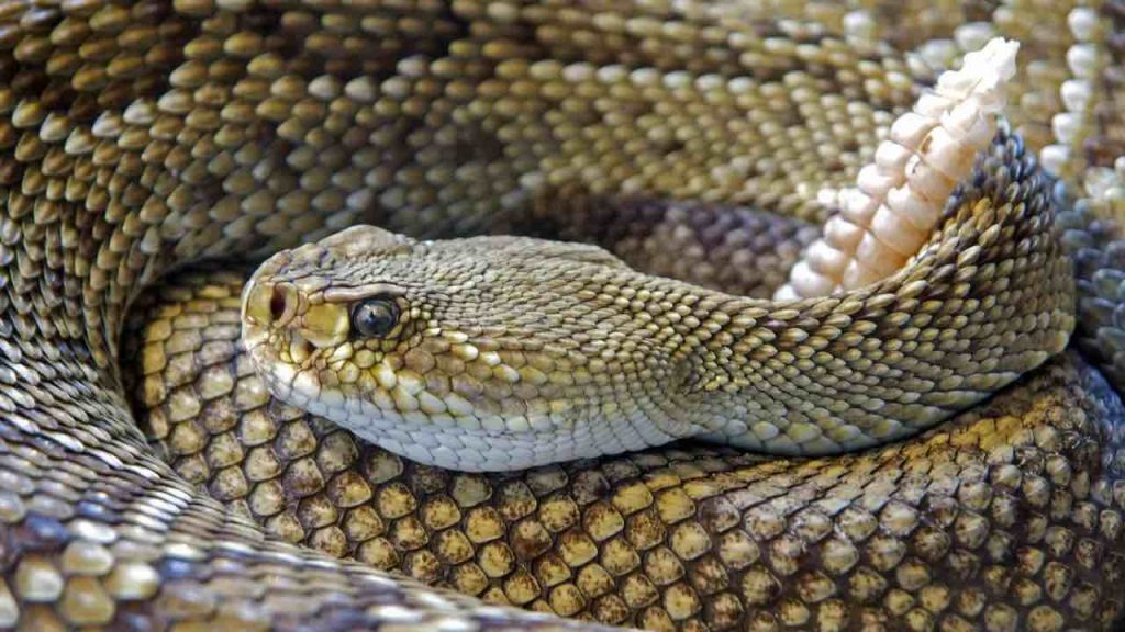 Serpente fiero, il più letale al mondo: un morso solo uccide 100 uomini I Se lo incontri, sarebbe meglio che tu abbia già fatto testamento